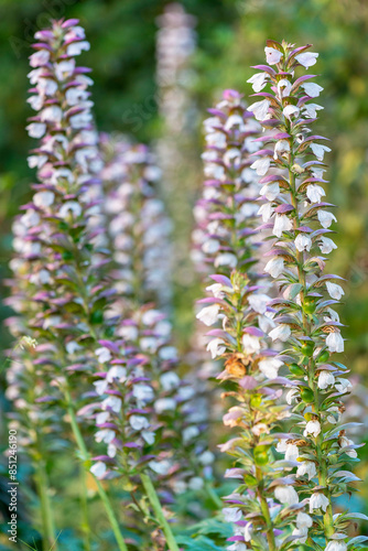 Gros plan sur des acanthes au printemps photo