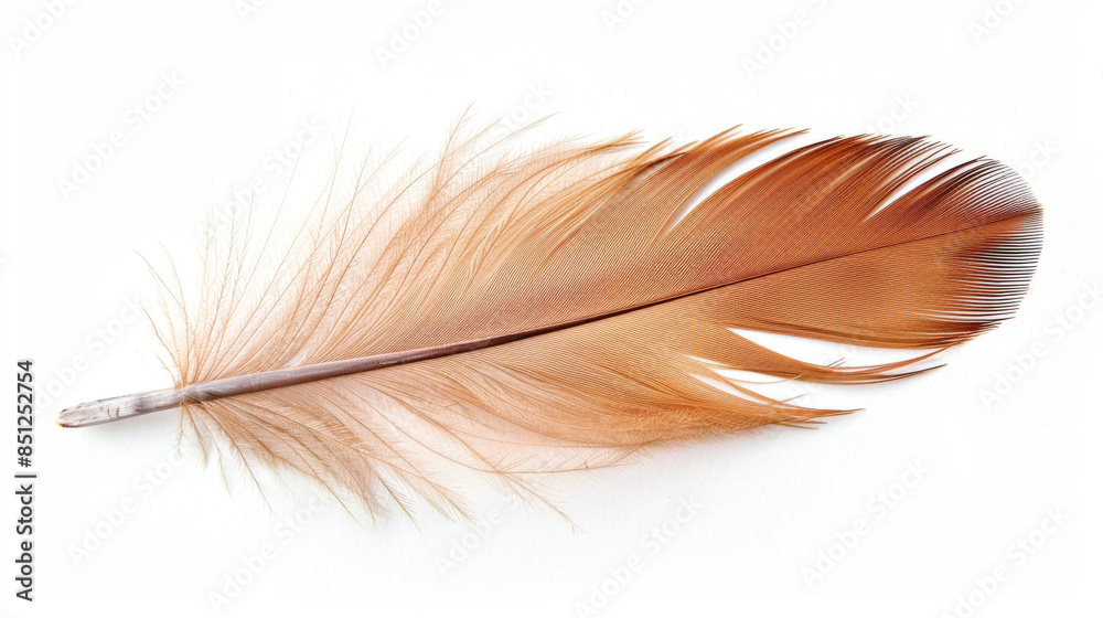 brown feather isolated on a white background brown feather isolated on a white background