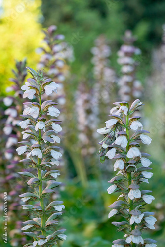 Gros plan sur des acanthes au printemps photo