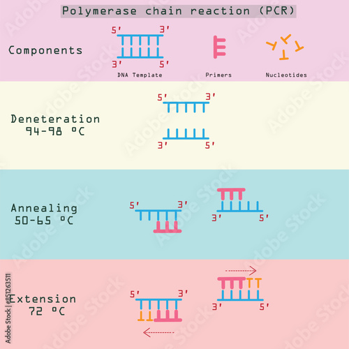 Three simple steps of polymerase chain reaction (PCR).  photo