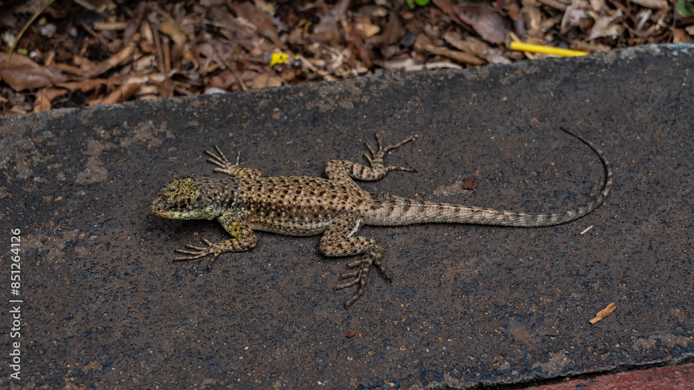 A beautiful lizard is sitting on a concrete path. A long tail. Mottled pattern on scaly skin. Thin elegant fingers of paws. View from above. Argentina. A beautiful lizard is sitting on a concrete path. A long tail. Mottled pattern on scaly skin. Thin elegant fingers of paws. View from above. Argentina.