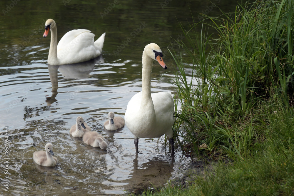 Obraz premium schwanenfamilie