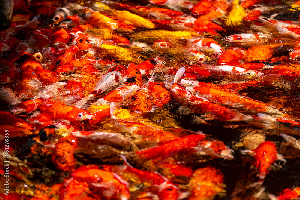 fish CARP fancy or koi in pond, japanese National animal fish CARP fancy or koi in pond, japanese National animal