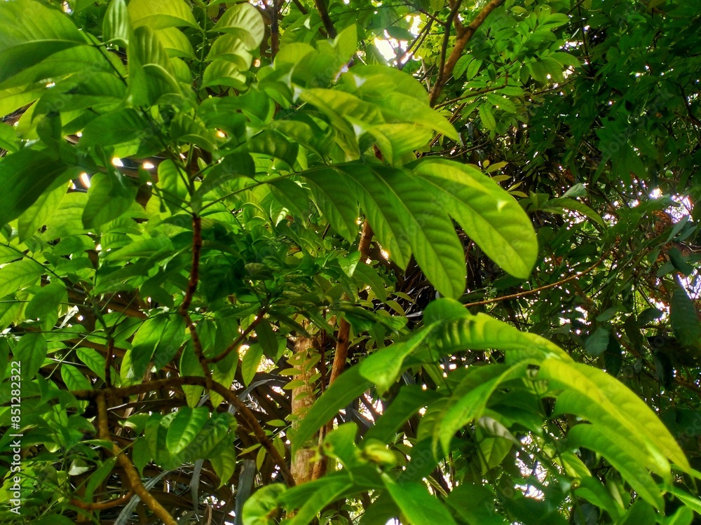 green leaves in the sun green leaves in the sun