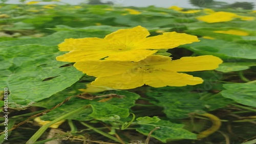 Beautiful Sponge Gourd Flowers in Bloom. Pollination and Growth of Sponge Gourd Flowers. 
