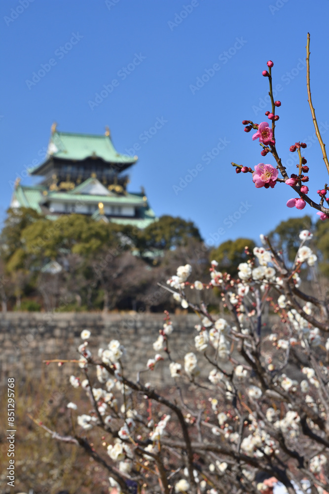 Fototapeta premium 大阪城の梅