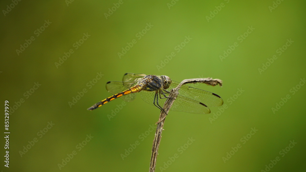 Close-up of dragonfly perched on a tree branch Close-up of dragonfly perched on a tree branch