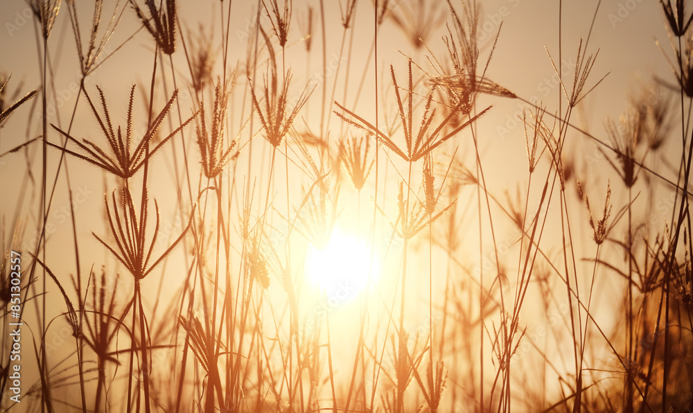 Obraz premium Grass and meadow with light from the sun