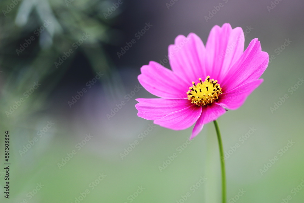 秋の野原に咲くピンクのコスモスの花