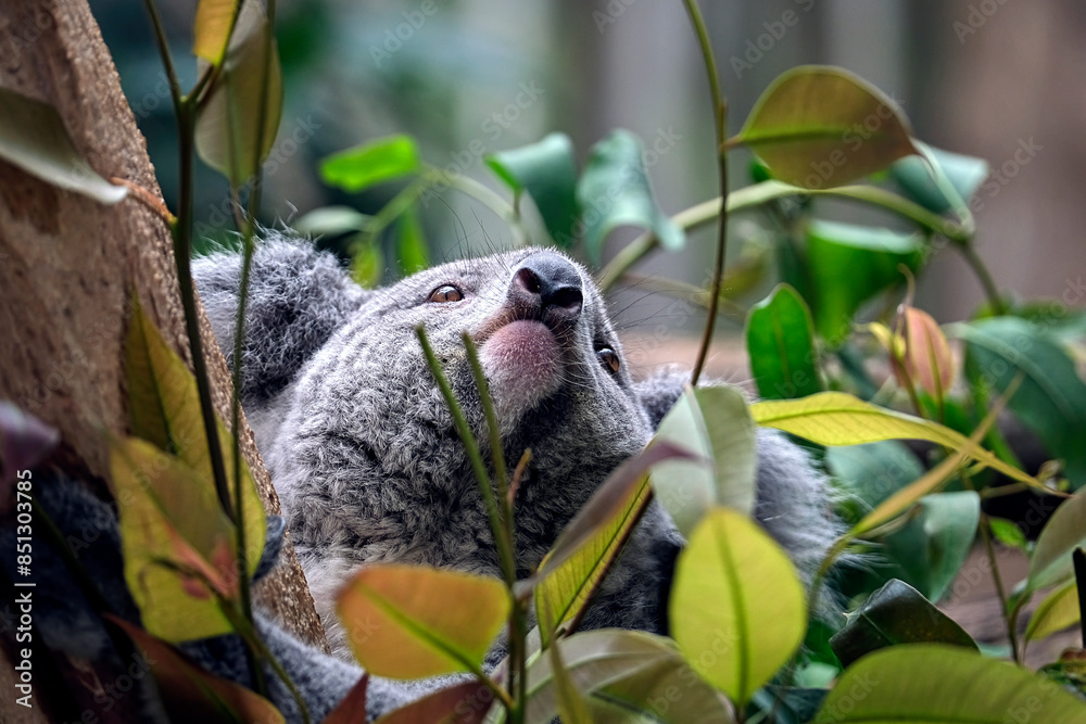 Fototapeta premium Koala ( Phascolarctos cinereus ).