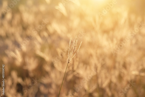 Grass and meadow with light from the sun