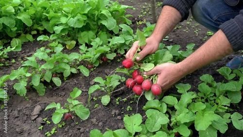farmer plucks red radishes in his field. shows the quality of the natural product with his hands.