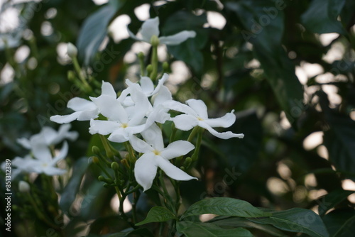 A bunch of white pinwheel jasmine flowers blooming on the tree, Wild pinwheel jasmine flowers growing in the garden, Blooming white pinwheel jasmine flowers photo