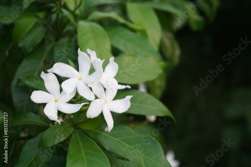 A bunch of wild pinwheel jasmine blooming in the wild, White pinwheel jasmine flowers blooming, Blooming white pinwheel jasmine on the garden