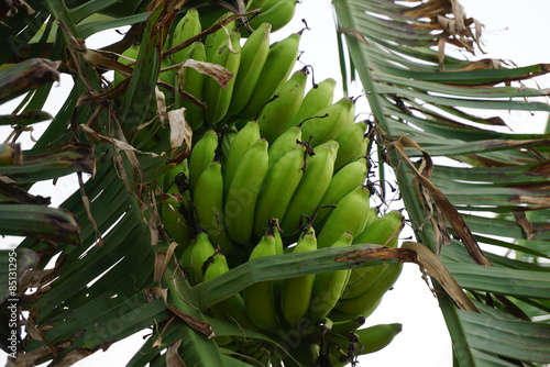 A bunch of green bananas hanging and growing on the tree, A banana tree full of bananas, Banana plantation in rural farm photo