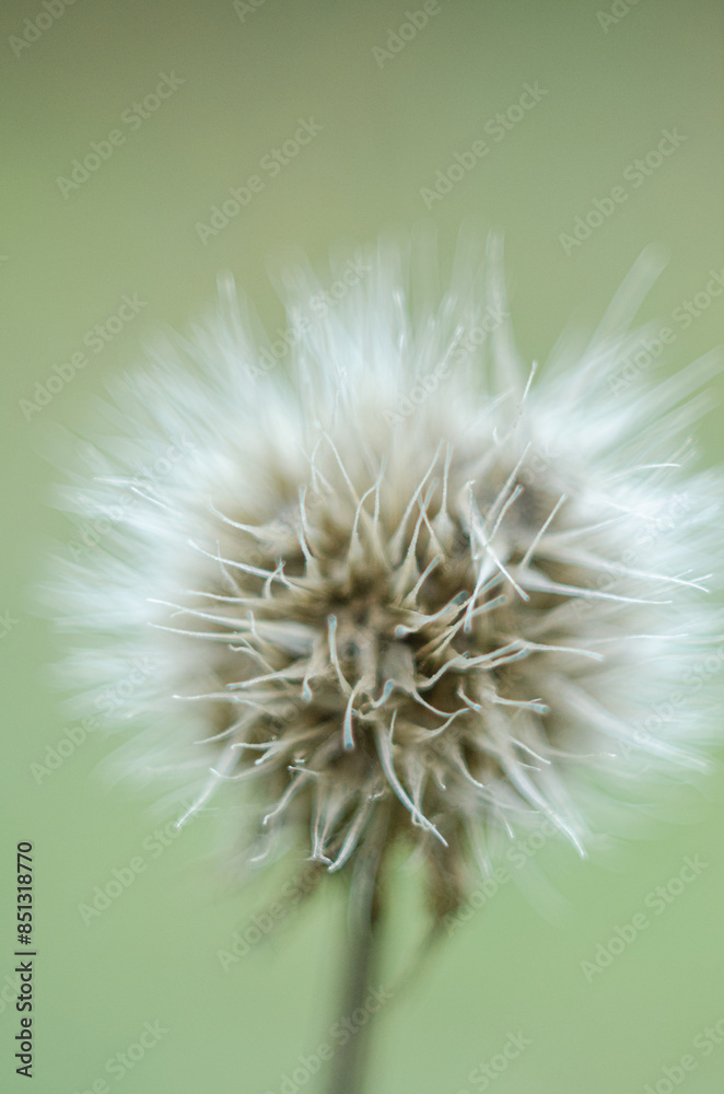 Fototapeta premium A flower that turned into a fluffy dandelion