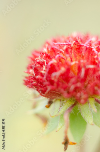 A red flower on a macro photo with a soft blurred background photo