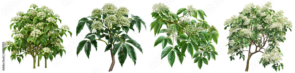 3D Rendered Flowering Tree Isolated on White Background, PNG File 3D Rendered Flowering Tree Isolated on White Background, PNG File