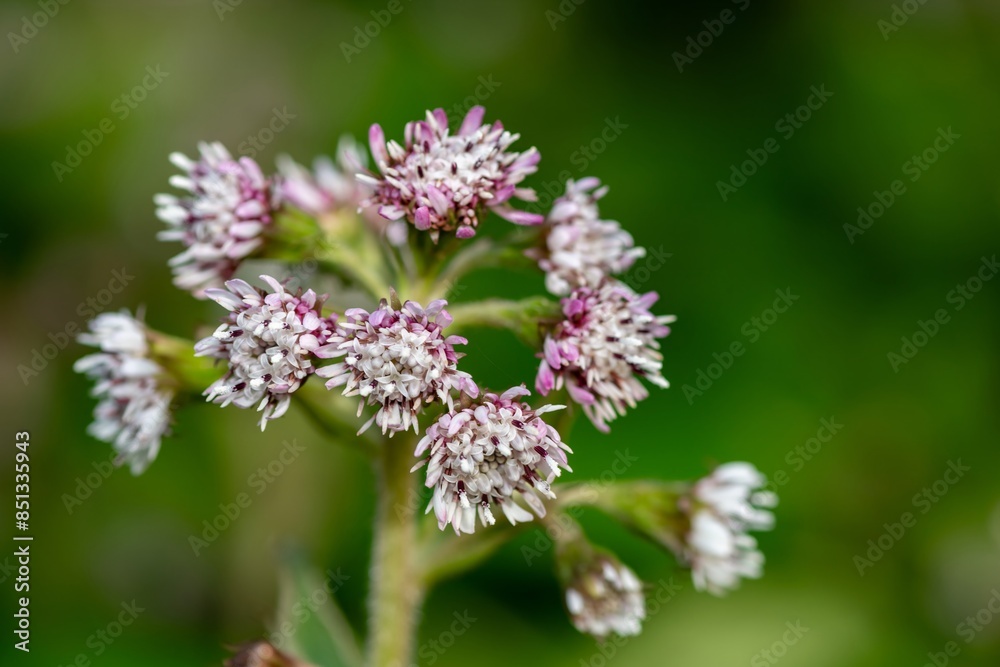 Close up of winter heliotrope (petasites pyrenaicus) flowers in bloom