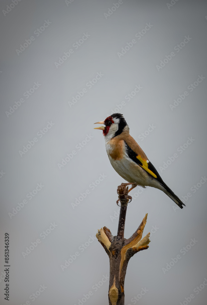 Obraz premium European goldfinch sits atop a wooden stick perpendicular to the camera lens and sings its song on a cloudy summer evening.