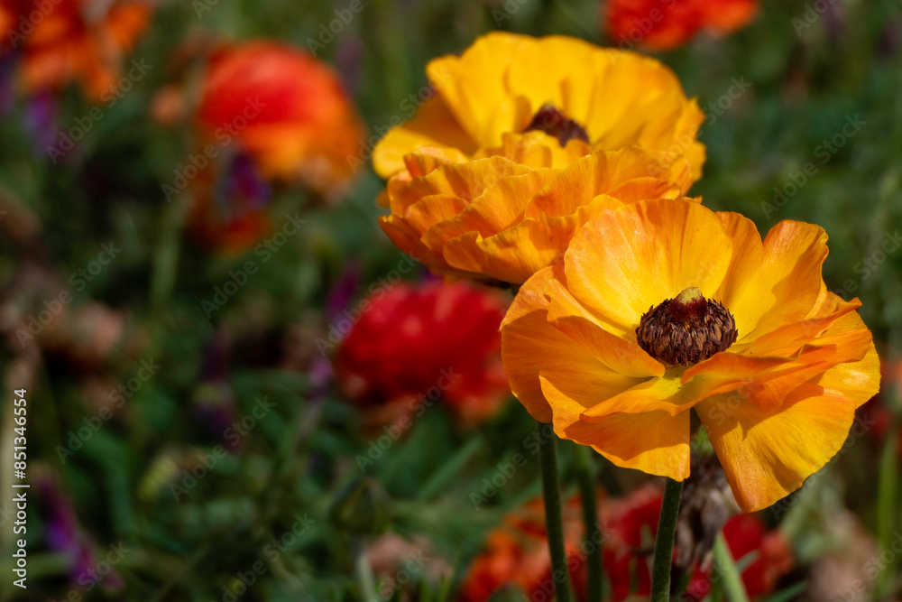 Fototapeta premium close-up of yellow Ranunculus Buttercups flowers in full bloom