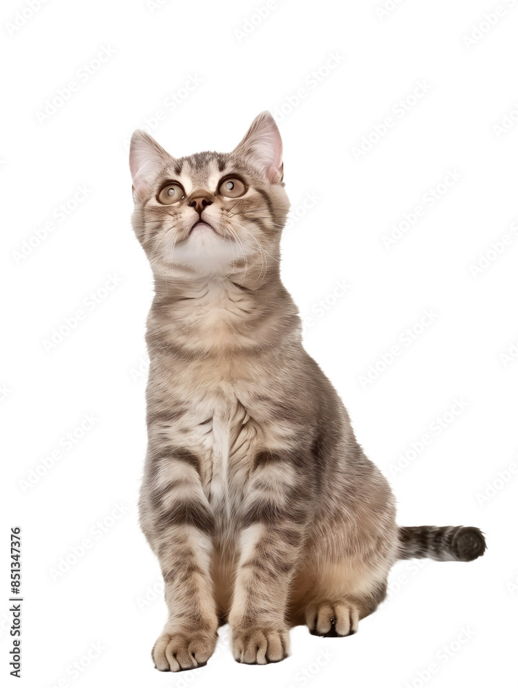 Obraz premium Full body shot of Aegean cat, sitting, looking around curiously.