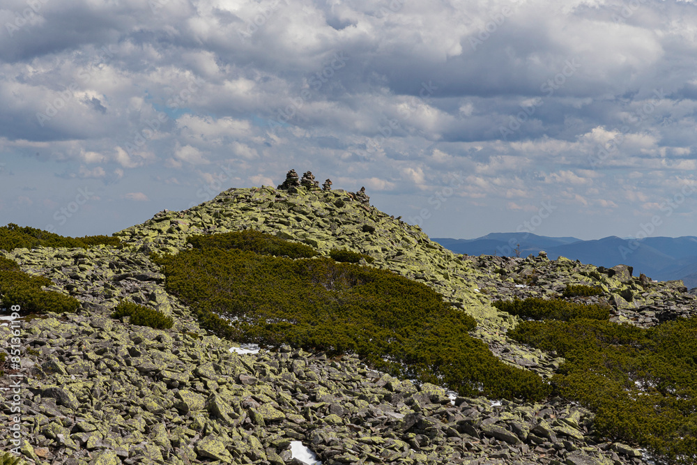 thickets of alpine pine on a stone-covered mountain slope thickets of alpine pine on a stone-covered mountain slope