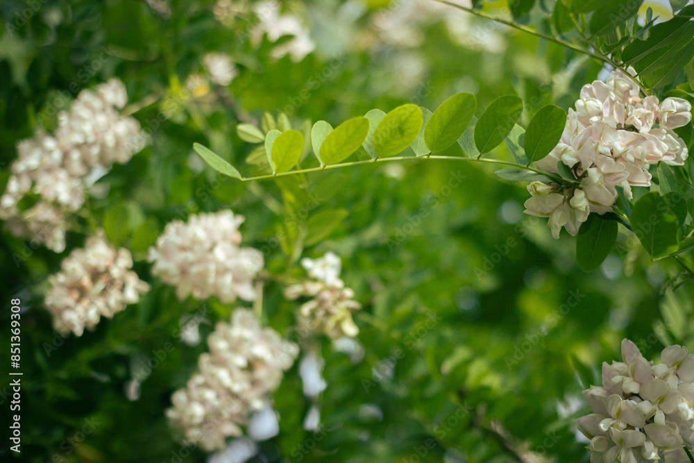 White flower locust blooming in the city peak spring urban scene decorative tree White flower locust blooming in the city peak spring urban scene decorative tree