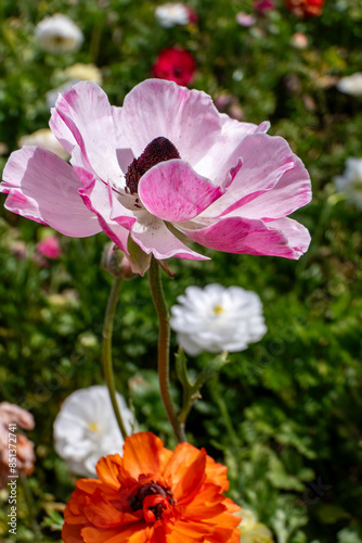 close-up of pink Ranunculus Buttercups flowers in full bloom.