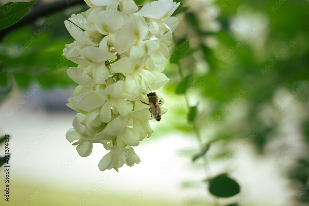 White flower locust blooming in the city peak spring urban scene decorative tree White flower locust blooming in the city peak spring urban scene decorative tree