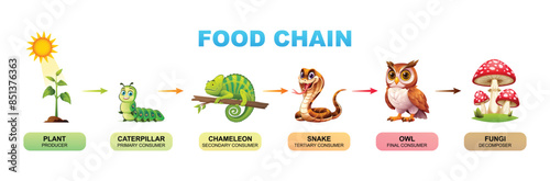 Food chain vector cartoon illustration showing plant, caterpillar, chameleon, snake, owl, and fungi