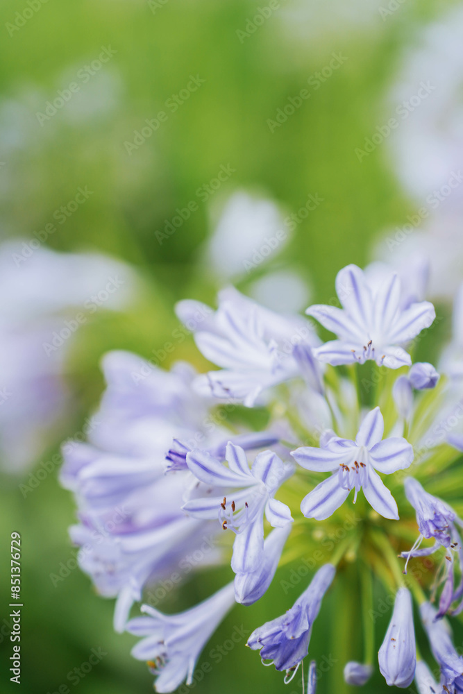 Blue agapanthus or African lily of nile flower is blooming in summer season for ornamental garden Blue agapanthus or African lily of nile flower is blooming in summer season for ornamental garden