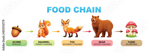 Food chain vector cartoon illustration showing acorn, squirrel, fox, bear, and fungi © YG Studio