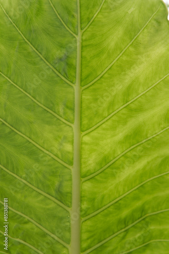 The lush leaf texture of the tropical plants.