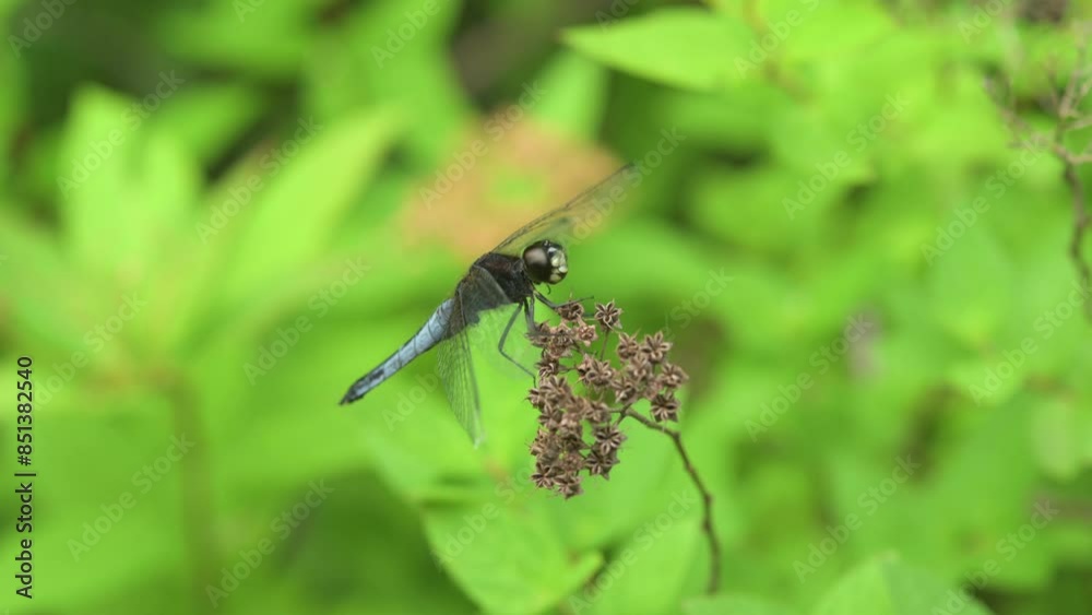 Dragonfly takes off after a short rest. Dragonfly takes off after a short rest.