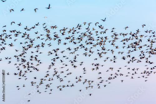 Flock of Glossy Ibis Birds in Isla Mayor, Doñana, Seville, Spain