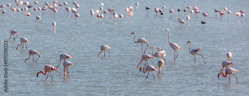 Photos Flamingos in Calm Waters at Sunrise in Doñana, España