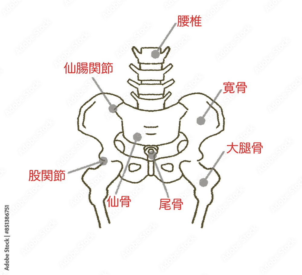 骨盤の構造図 人体のイラスト素材 Stock Illustration | Adobe Stock