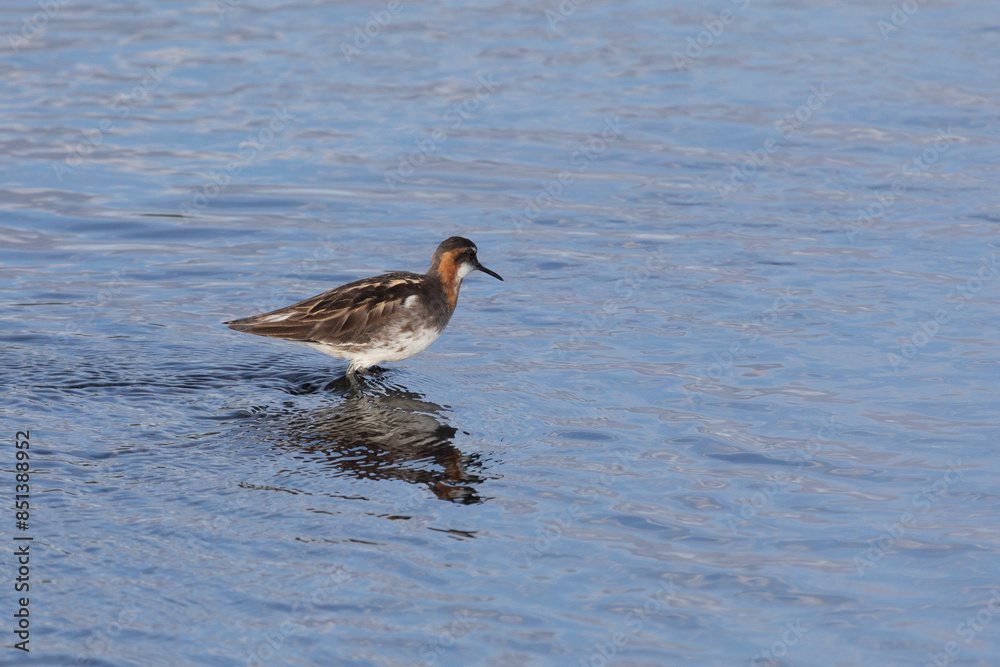 Red-necked phalarope stands in the water Red-necked phalarope stands in the water