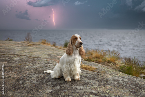Portrait of a purebred English cocker spaniel. Island. Wild nature. The dog sits on a rocky plateau and looks forward. In the background you can see a lake and a stormy sky with lightning.