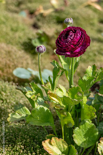 close-up of Burgundy Ranunculus Buttercups flowers in full bloom