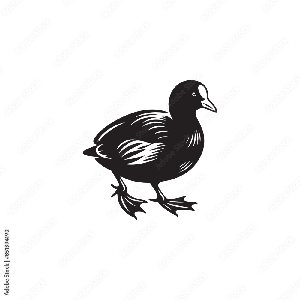 Coot Bird Silhouette - Coot Black Illustration - Coot Bird Vector. Coot Bird Silhouette - Coot Black Illustration - Coot Bird Vector.