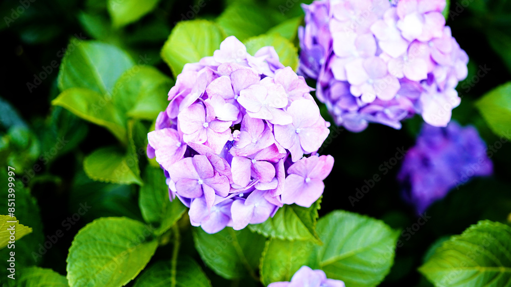 紫陽花 紫陽花