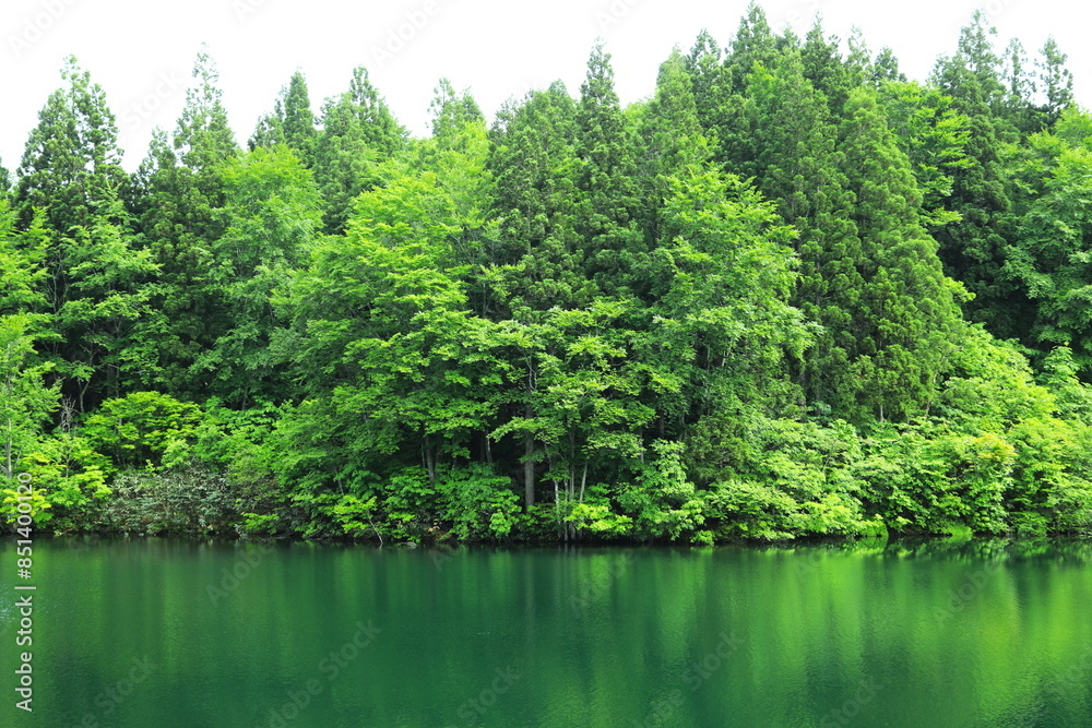 緑に囲まれた山あいの小さな池 緑に囲まれた山あいの小さな池