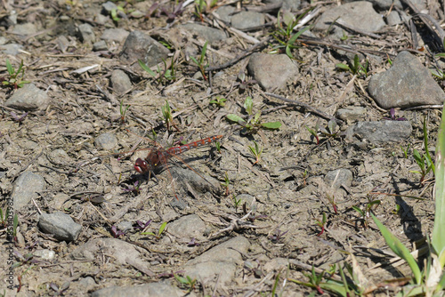 Closeup on a variegated meadowhawk, Sympetrum corruptum sitting on the ground photo