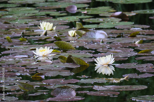 Foto 札幌市にある北海道庁旧本庁舎前の池に咲く睡蓮 / Water lilies bloom in the pond in front of the former H