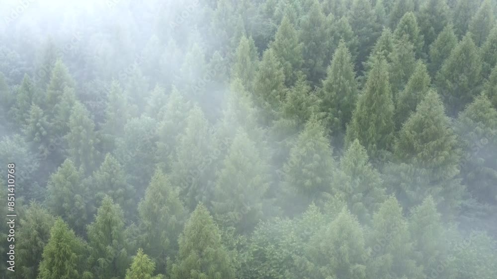 Aerial drone view of pristine and untouched nature reserve. Nature concept. Flying through thick moody fog in green pine forest on mysterious morning at spring or summer day Aerial drone view of pristine and untouched nature reserve. Nature concept. Flying through thick moody fog in green pine forest on mysterious morning at spring or summer day