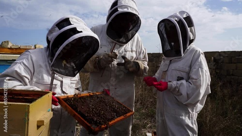 Apiarist pulls the frame covered with bees out of hive. Man in special suit takes care of bee farm. Bee smoker Apiculture business. Honey production.