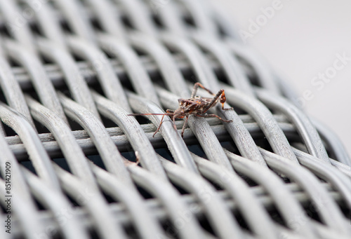 Close-up of a stink bug on a white chair photo