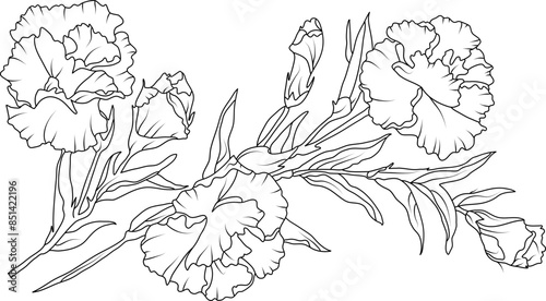 Carnation flowers line art illustration